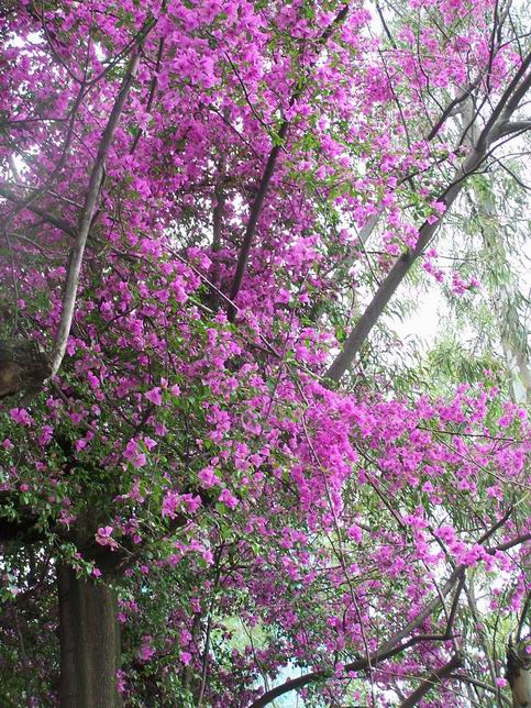 昆明工業(yè)職業(yè)技術學院&mdash;&mdash;美麗校園