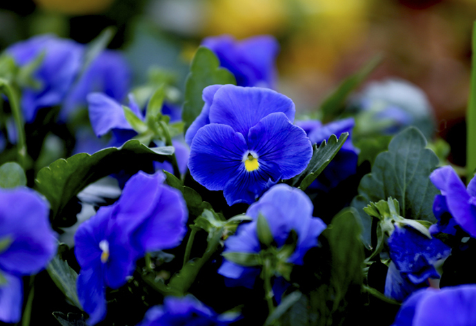 云南經(jīng)濟管理學院_藍色海洋