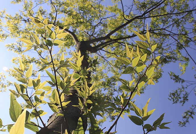 云南經(jīng)濟管理學院_新芽