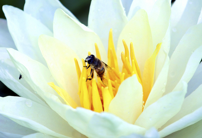 云南經(jīng)濟管理學院_采蜂忙
