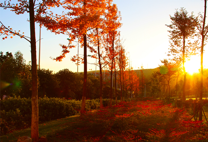 云南經(jīng)濟管理學院_銀杏之秋